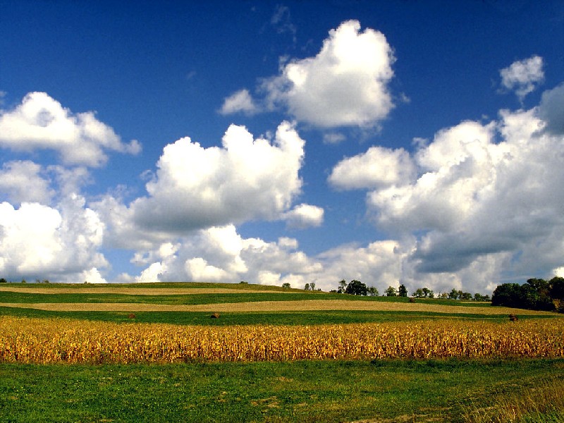 iowa-cornfields.jpg