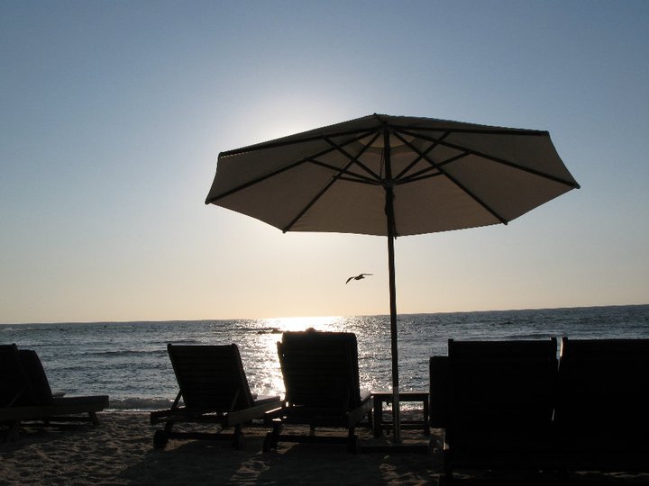 Jonathan Livingston Seagull in Punta Mita